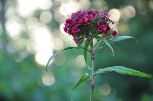 Hustý chocholík drobných kvetov klinčeka bradatého (Dianthus barbatus)