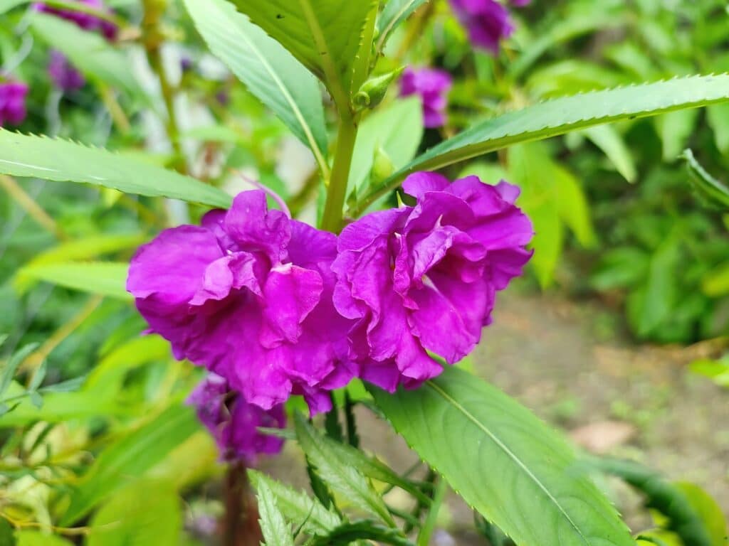 Detailný záber na fialový kvet Impatiens balsamina