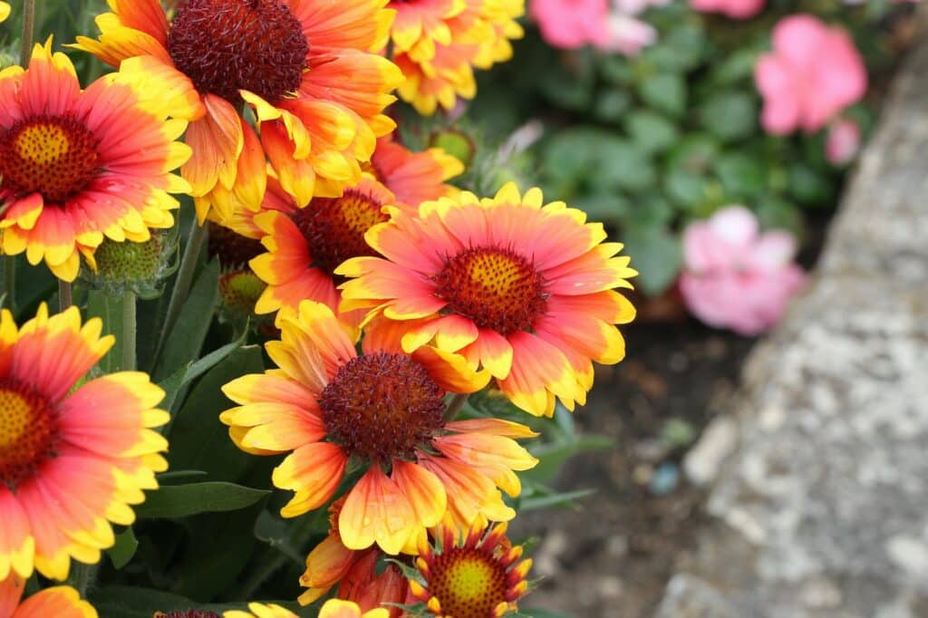 Kokarda peknokvetá Gaillardia pulchella