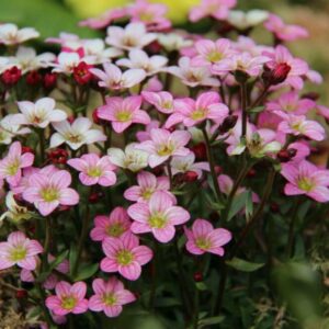 Lomikamen Saxifraga