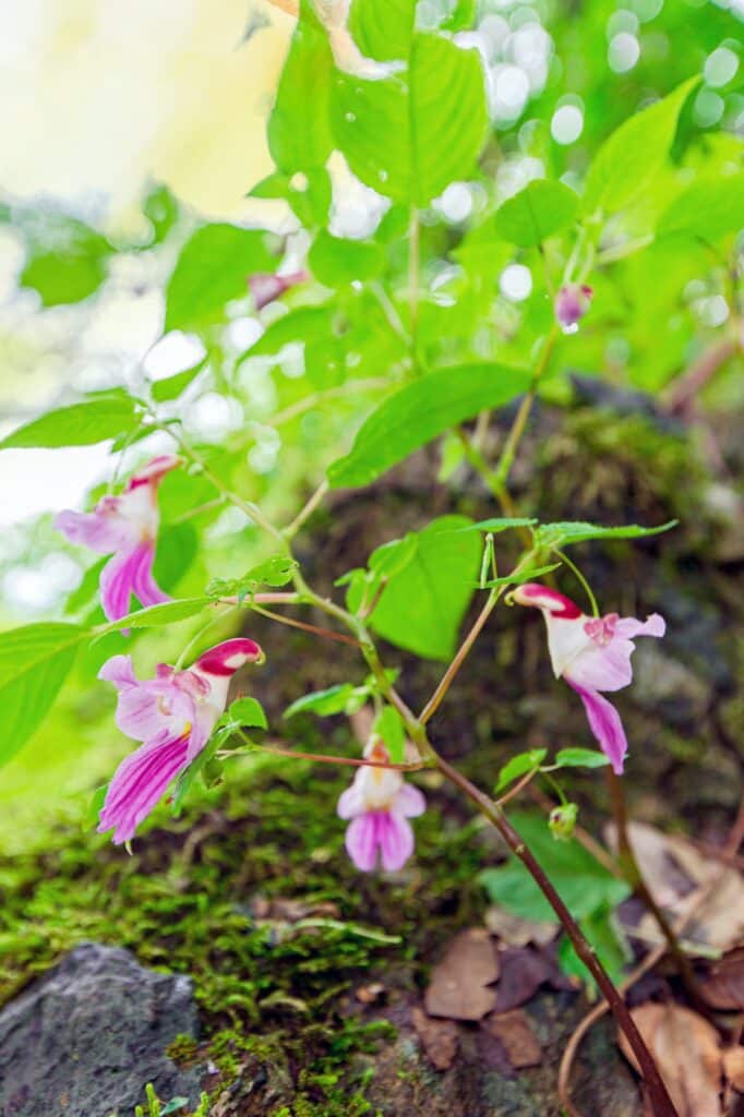 Papagájové kvety lásky alebo Impatiens psittacina.