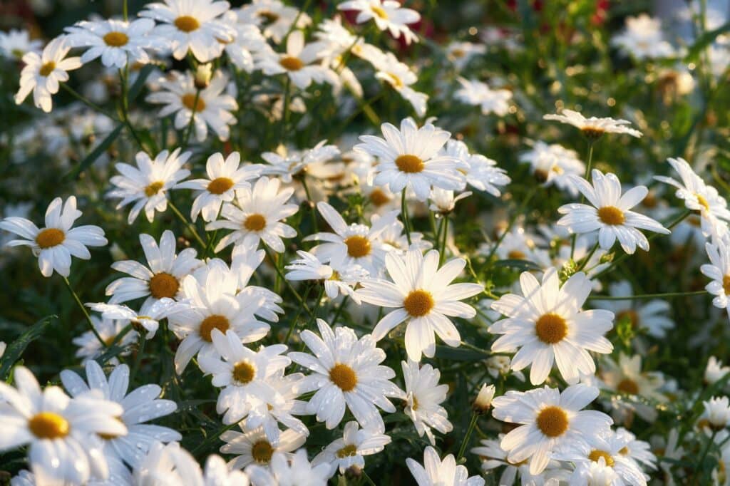 Daisy - Margaréta