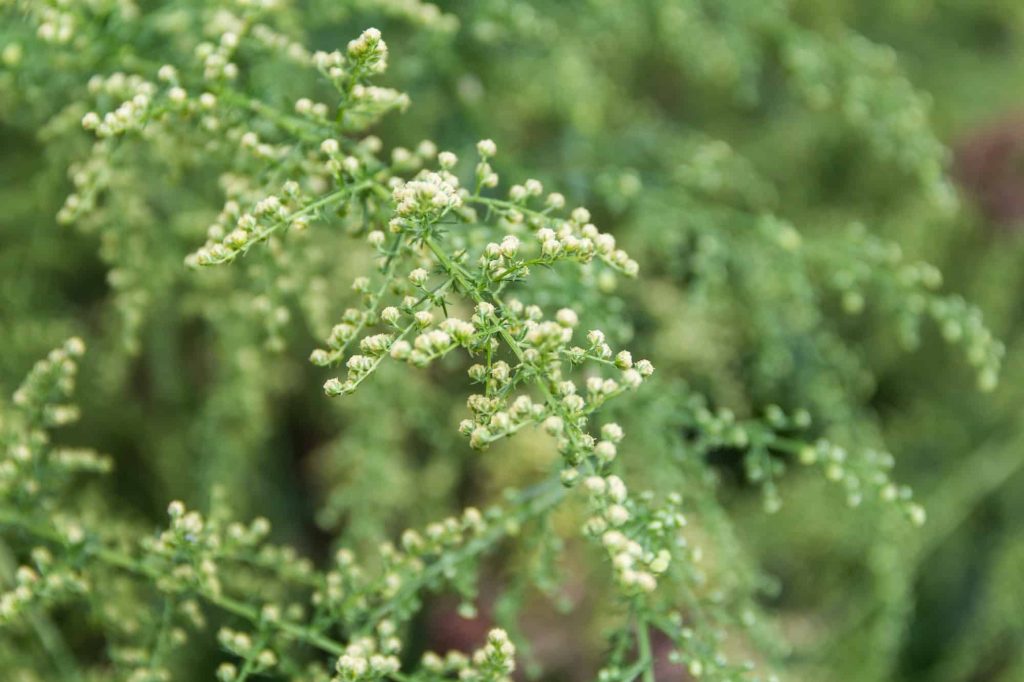 Palina ročná (Artemisia annua) v kvete