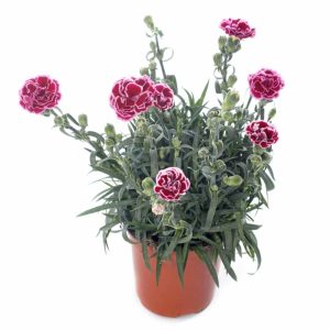 Plný kvet klinčeka záhradného (Dianthus caryophyllus)