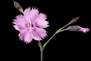 Klinček slzičkový (Dianthus deltoides) s tmavým krúžkom na korunných lupienkoch