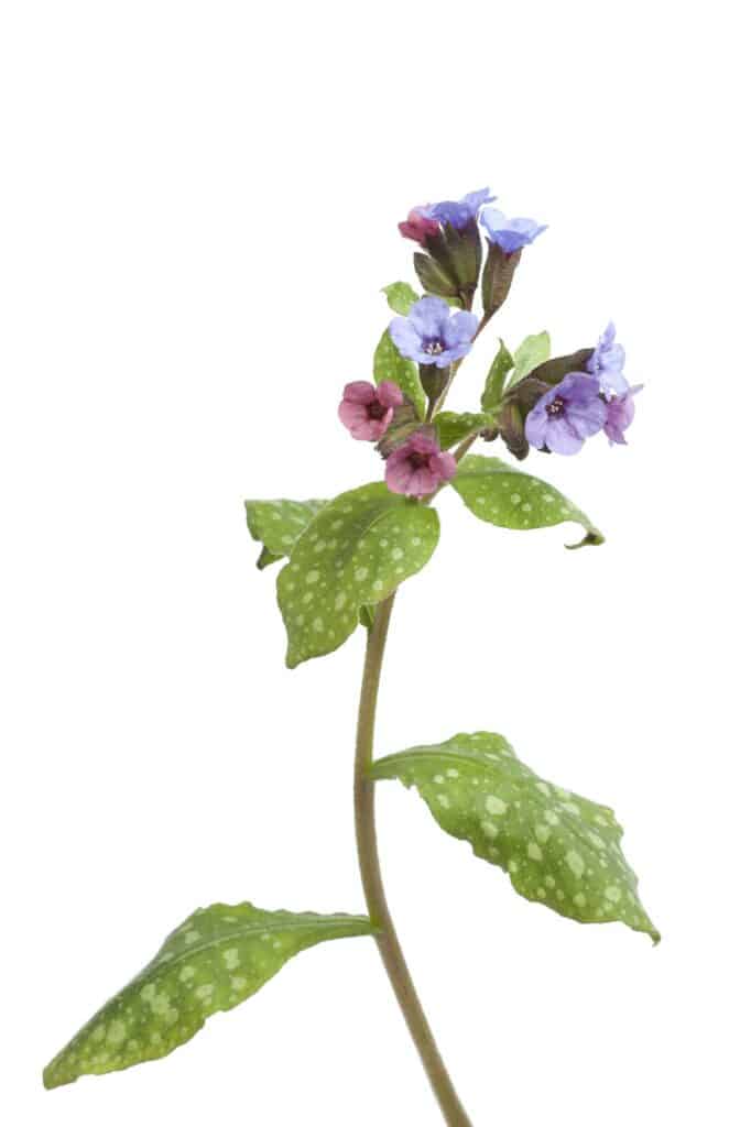 Pľúcnik lekársky pulmonaria