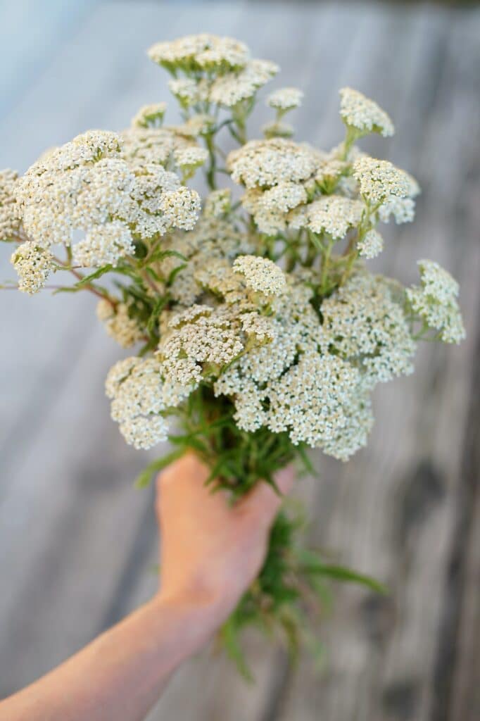 Rebríček obyčajný Achillea millefolium