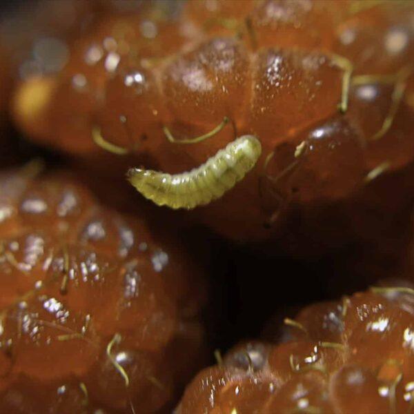 Larva vŕtavca čerešňového