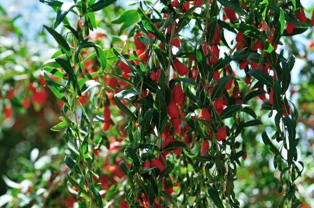 goji berryGoji berry ovocie a rastliny na slnečnom poli