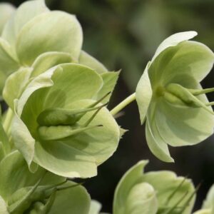 Čemerica smrdutá Helleborus Foetidus