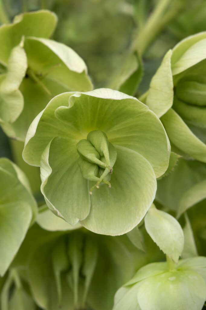 Čemerica smradľavá Helleborus Foetidus
