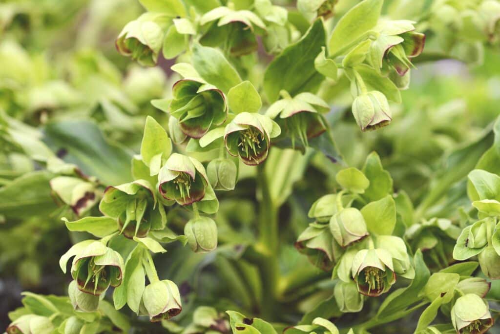 Čemerica korzická Helleborus argutifolius