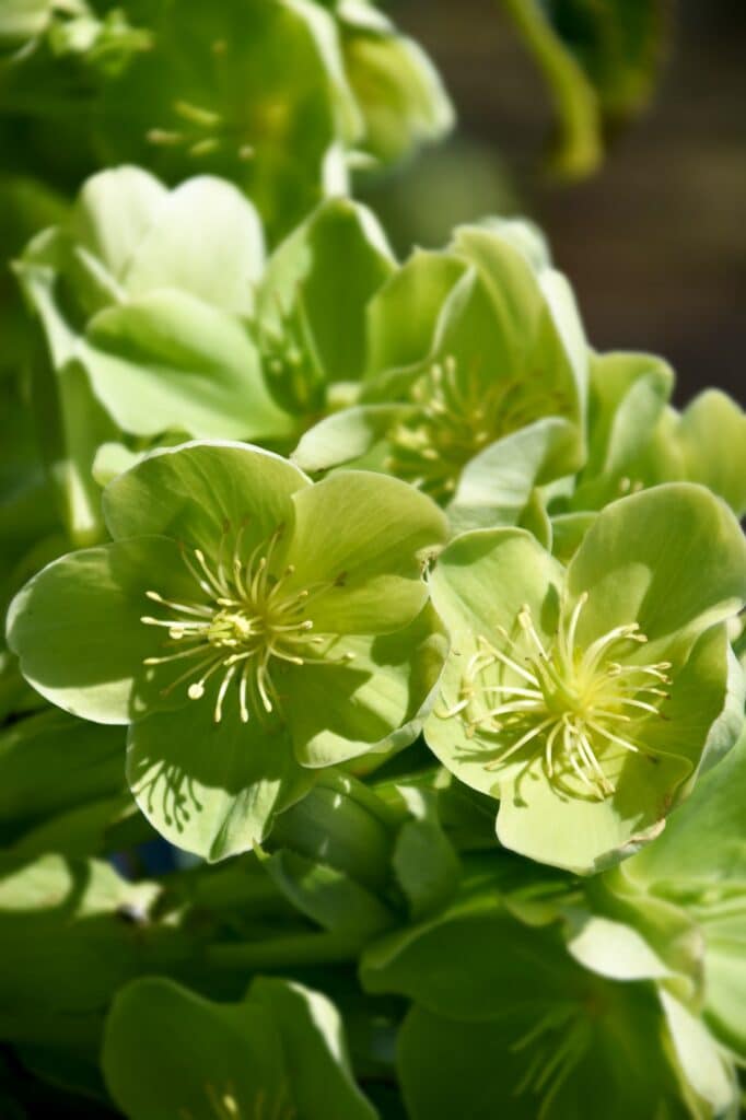 Čemerica svetlo zelená Helleborus