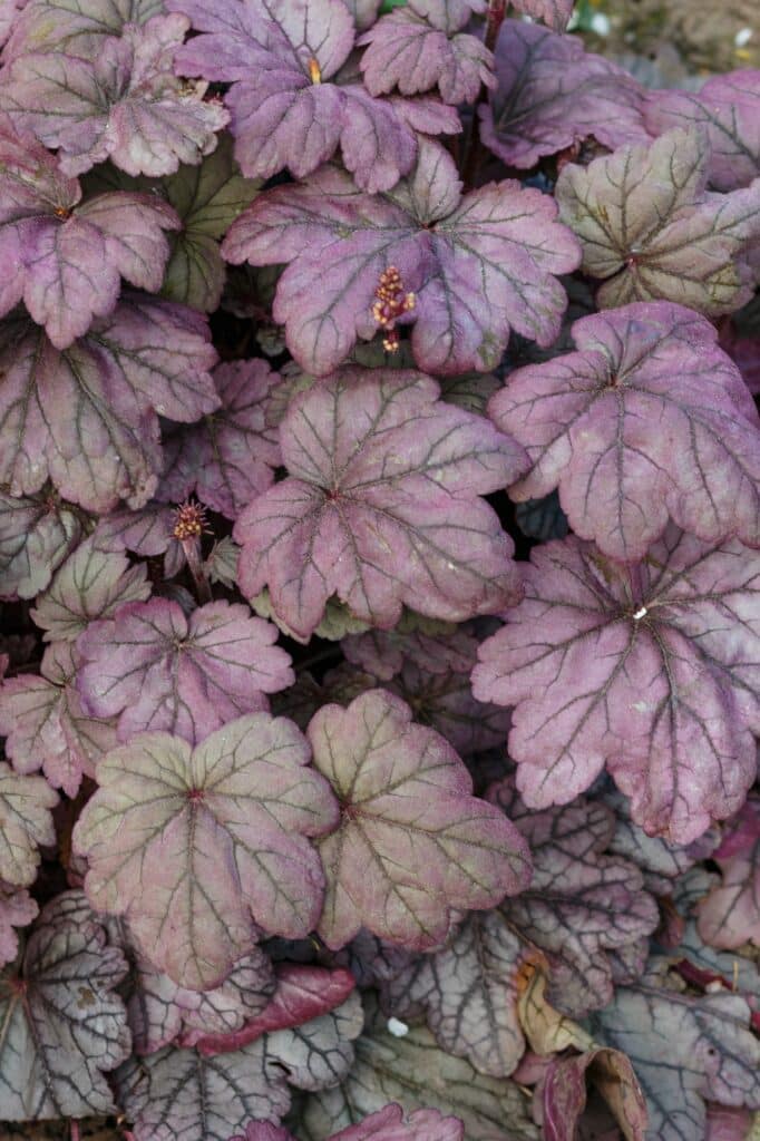 Heuchera alebo koralové zvončeky, rastlina s krásnymi farebnými listami