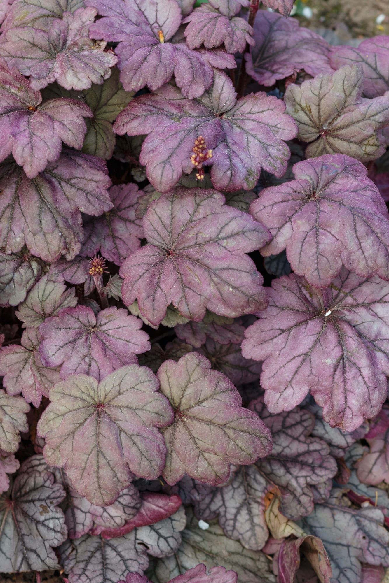 Dlžicha (Heuchera), nazývaná aj koralové zvončeky, s krásnymi farebnými listami