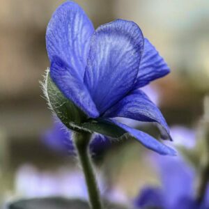 Pečeňovník kvet Hepatica