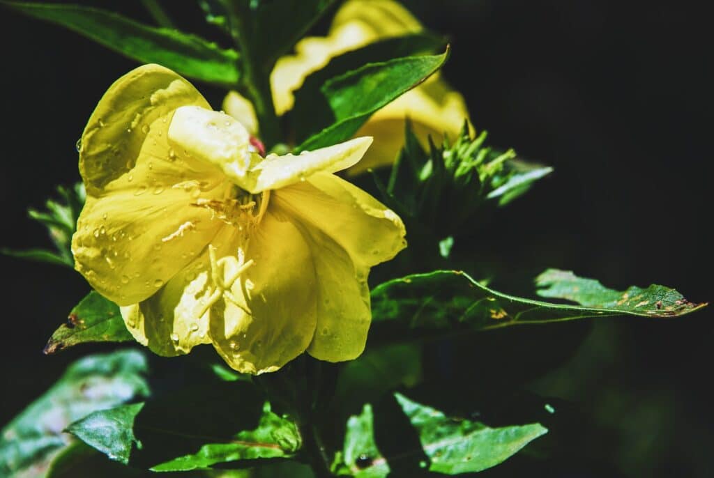 Oenothera biennis, Pupalka dvojročná žltý kvet na slnku