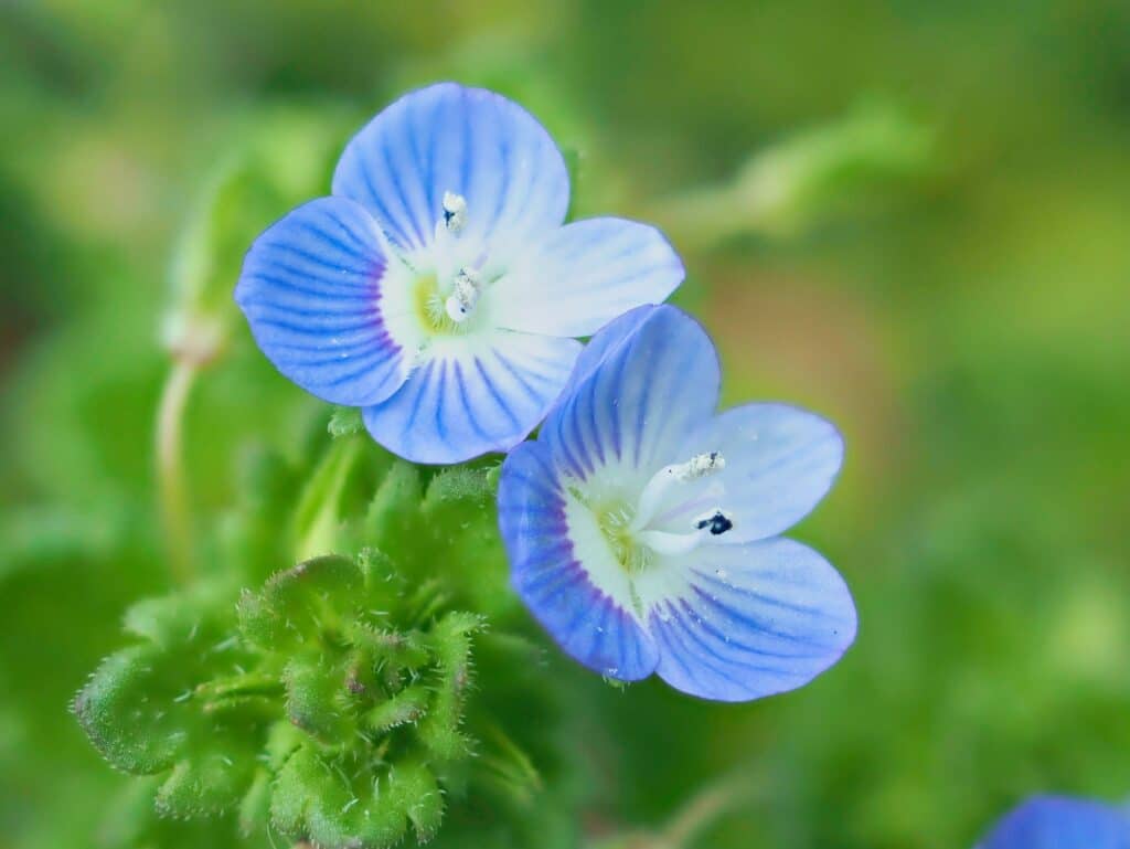 Rozrazil perzský veronica persica