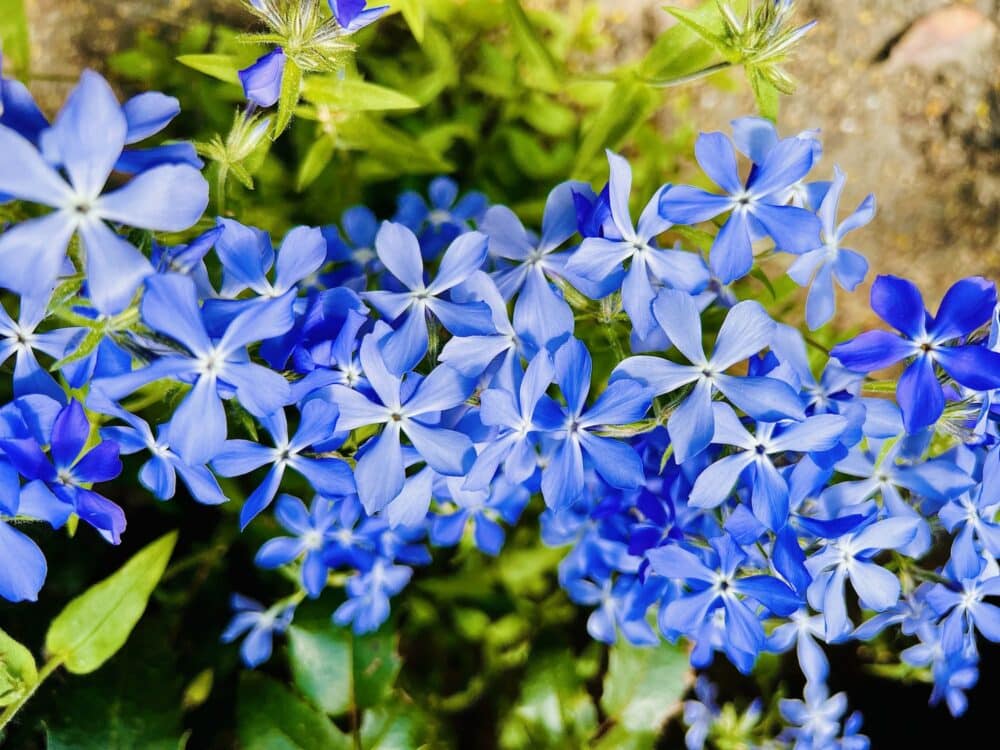 Plamenka Phlox subulata