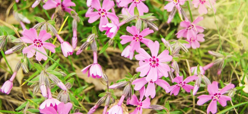 Kvitnúci koberec floxu šidlolistého (Phlox subulata) na skalke