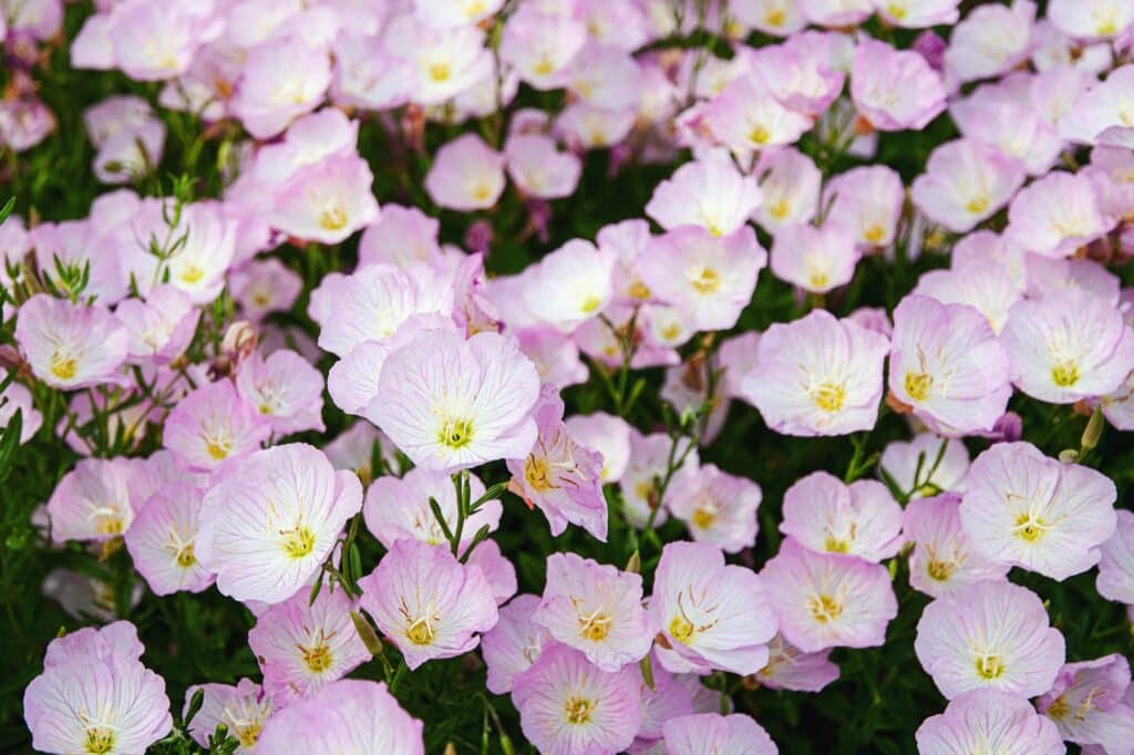 Pupalka ružová Oenothera speciosa