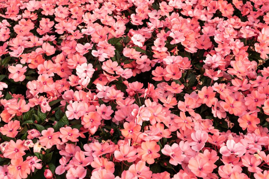 Pink Impatiens walleriana pozadie