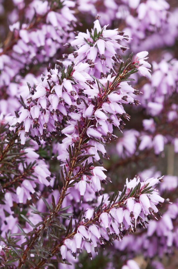 Kvitnúci vresovec (Erica) s ružovofialovými zvončekovitými kvetmi