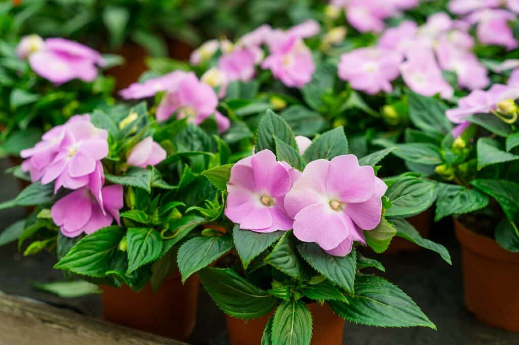 Netýkavka Hawkerova New Guinea impatiens