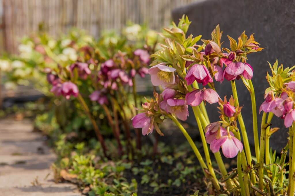 Čemerica pestovanie Helleborus