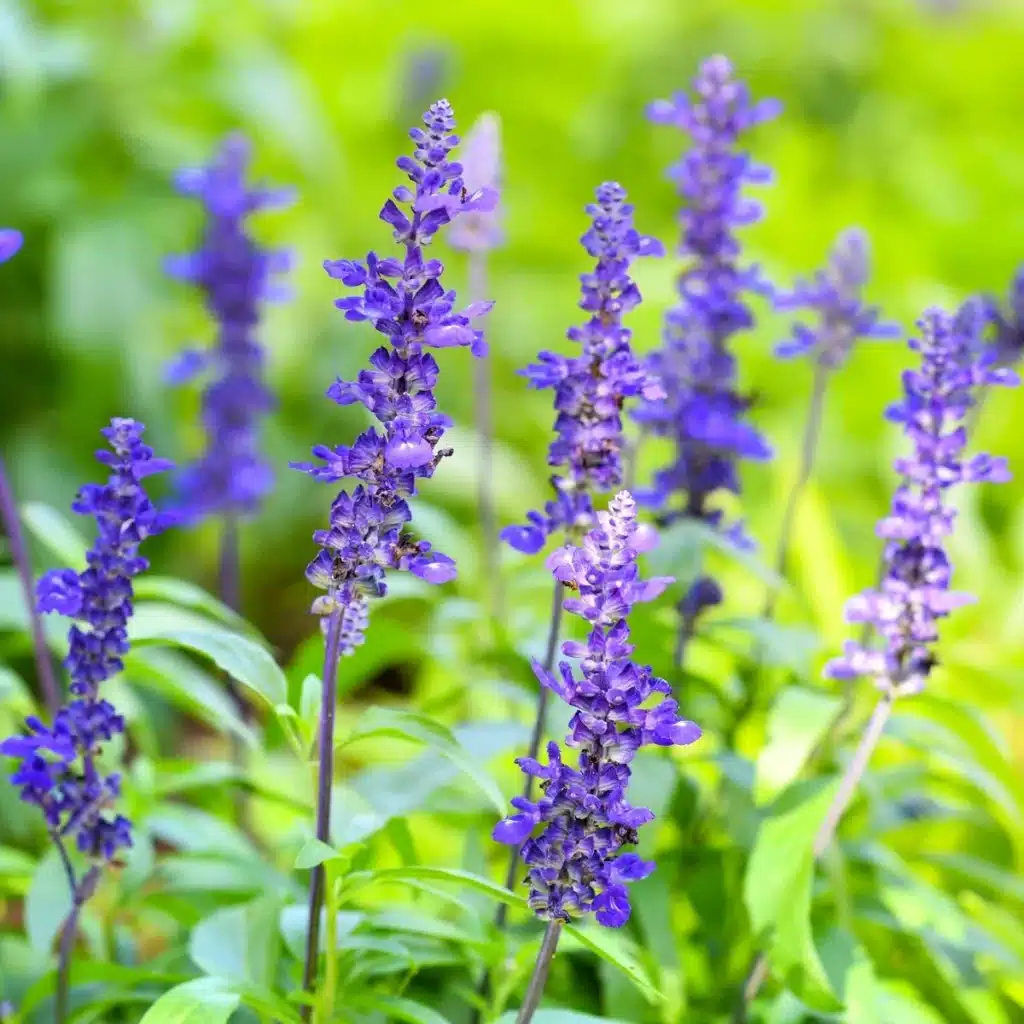 Šalvia múčnatá modrá – Salvia farinacea