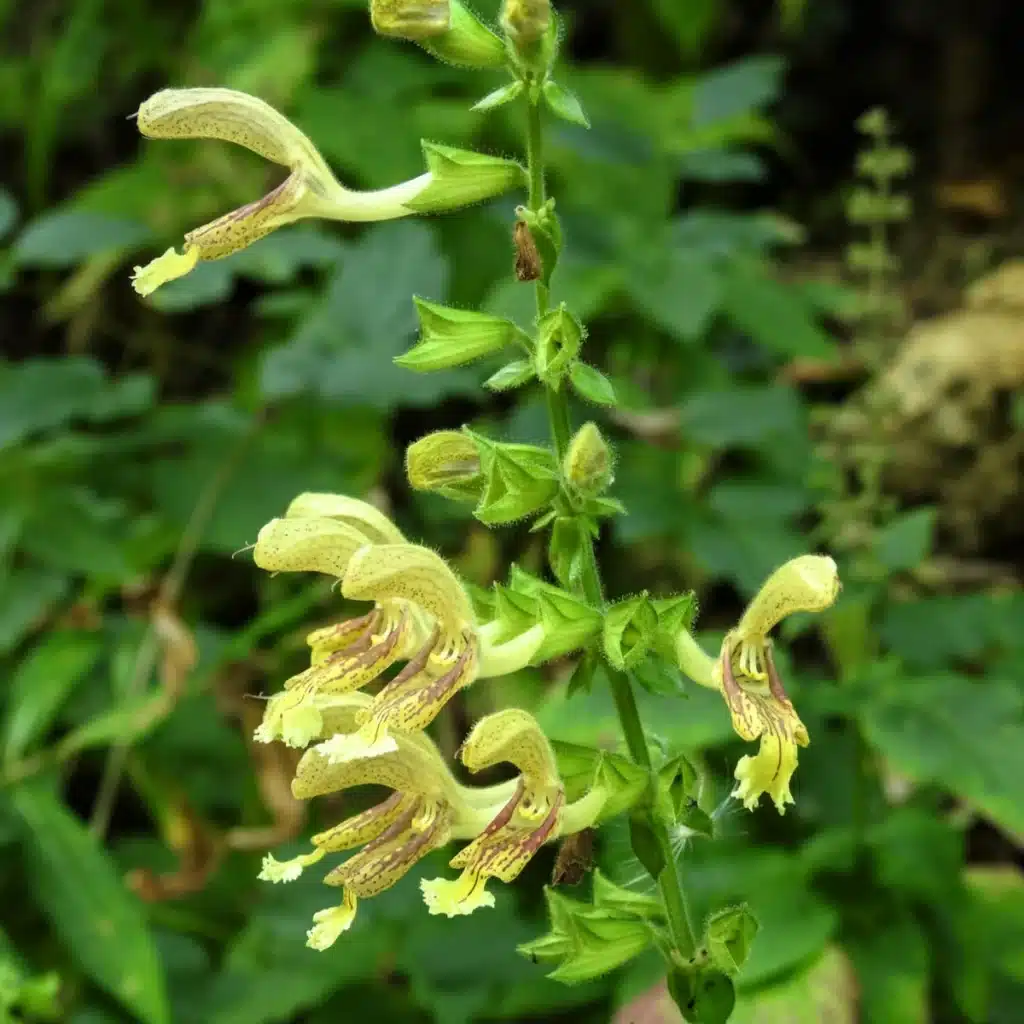 Šalvia žltá lepkavá – Salvia glutinosa
