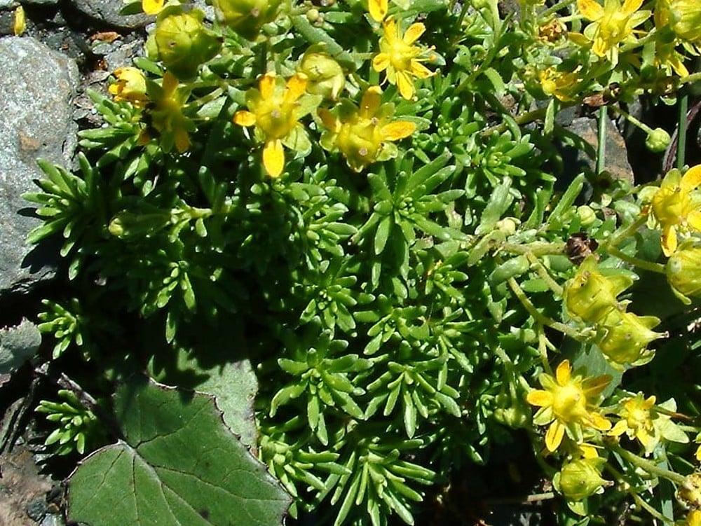 Lámikameň stálezelený, Saxifraga aizoides​