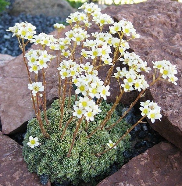 Lomikameň vždy živý, Saxifraga paniculata​