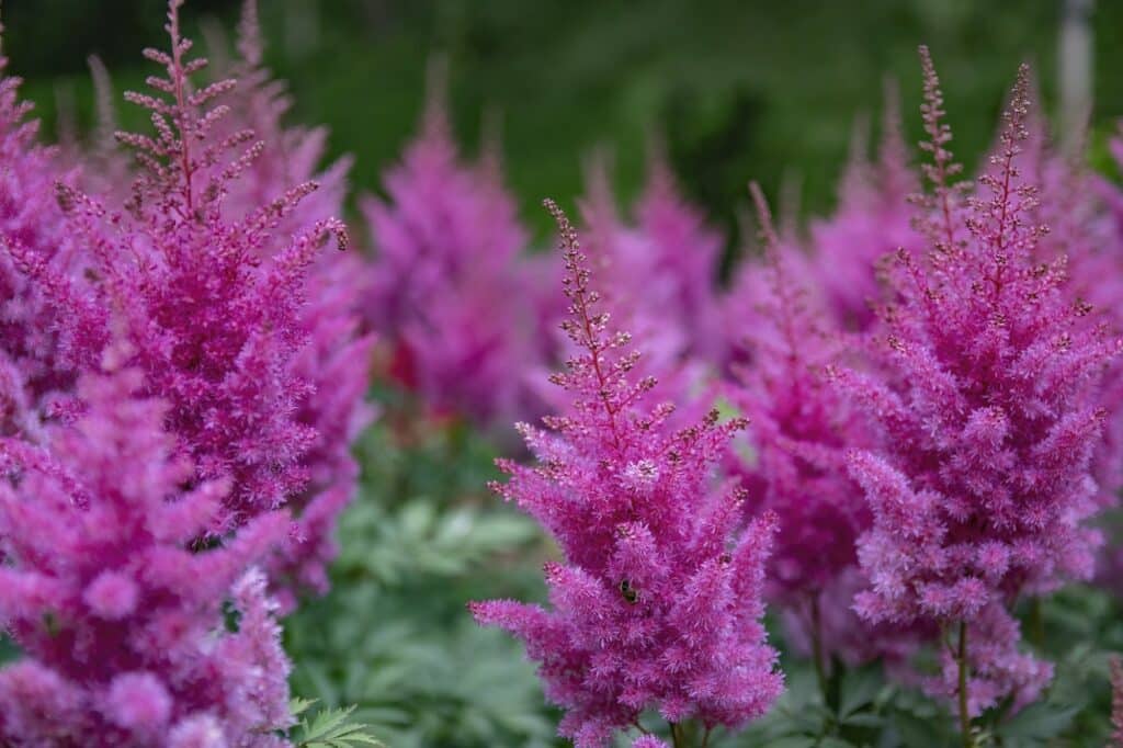 Čechrava čínska astilbe chinensis