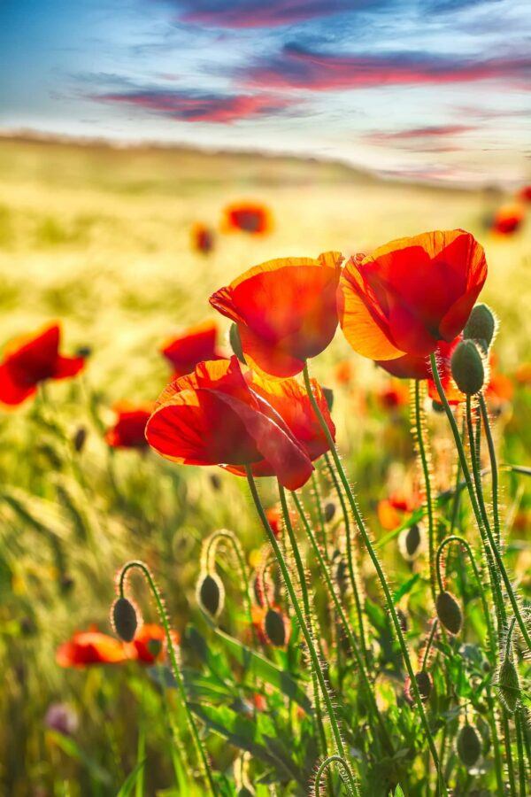Vlčí mak (Papaver rhoeas) so sýtočervenými kvetmi
