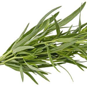 Zväzok čerstvého estragónu (Artemisia dracunculus) previazaný špagátom na bielom pozadí
