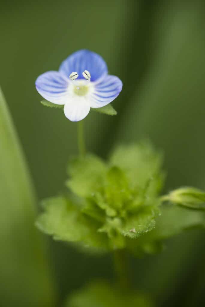 Veronica persica kvet, rýchlec perzský