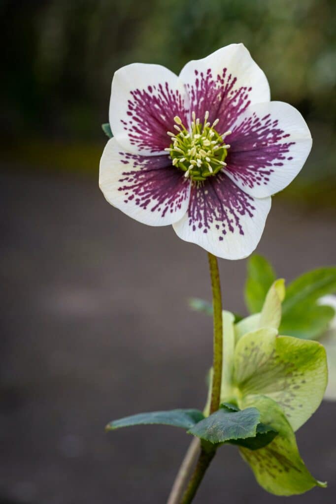 Čemerica východná Helleborus orientalis