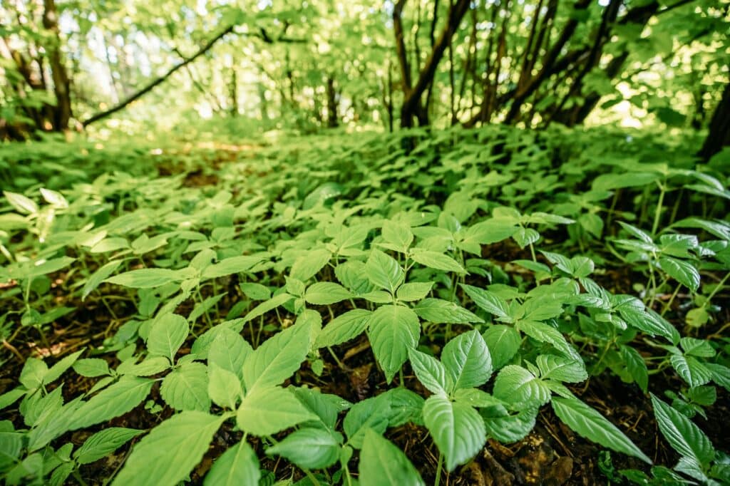 Divoké kríčkovité húštiny malokvetého nedotyku alebo Impatiens