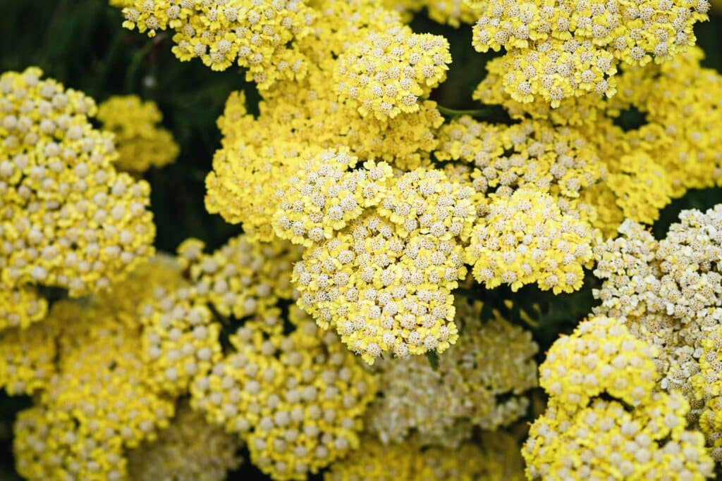 Rebríček tužobníkovitý Achillea filipendulina