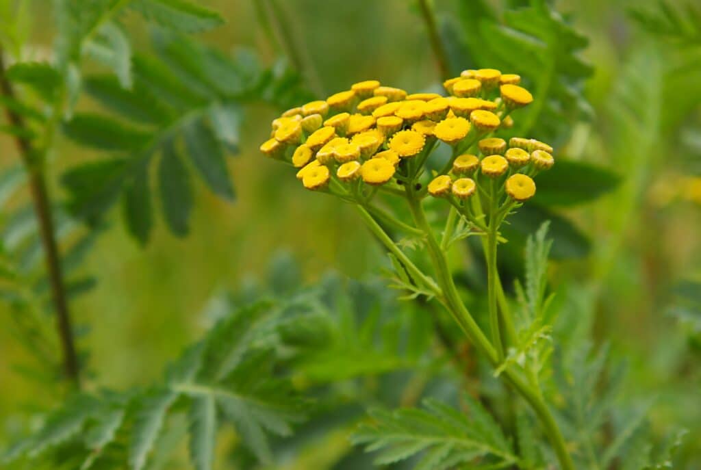 Žlté kvety rebríčka tanacetového, bežná tanacetová rastlina, horké gombíčky, kraviarka. Planý jarabinovec. Tanacetum vulgare.