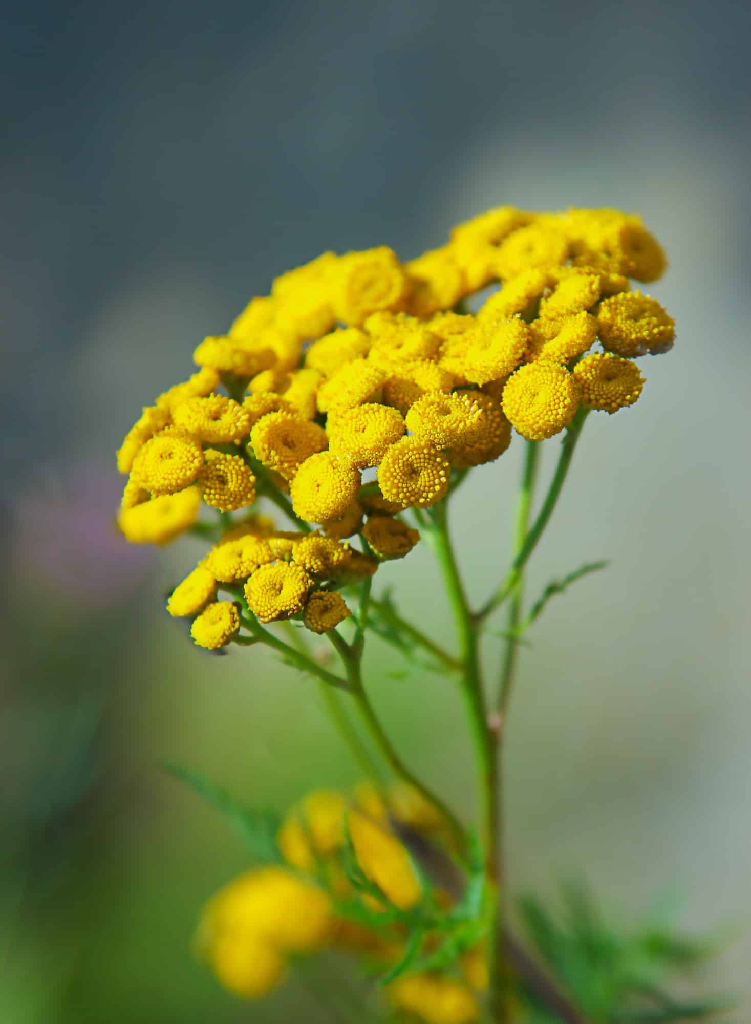 vráťič obyčajný kvet - tanacetum vulgare
