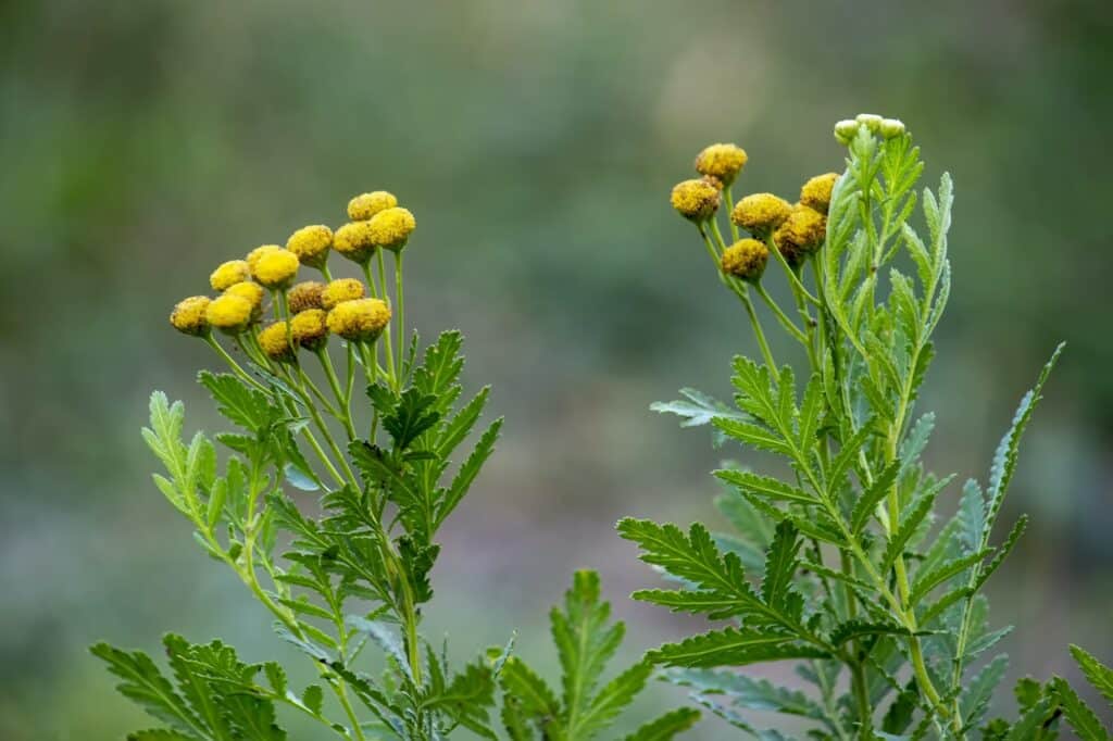 Vratič obyčajný tanacetum vulgare