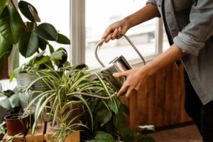 Škodcovia izbových rastlín - červce