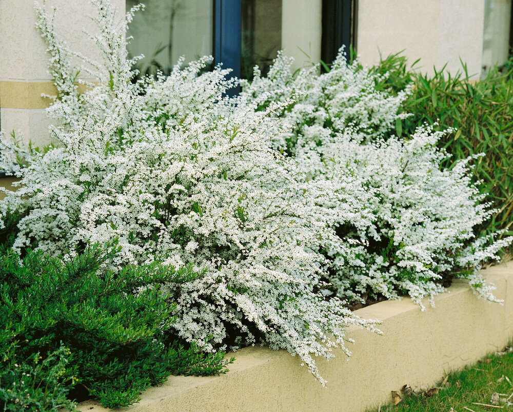 Tavoľník Thunbergov (Spiraea thunbergii)​