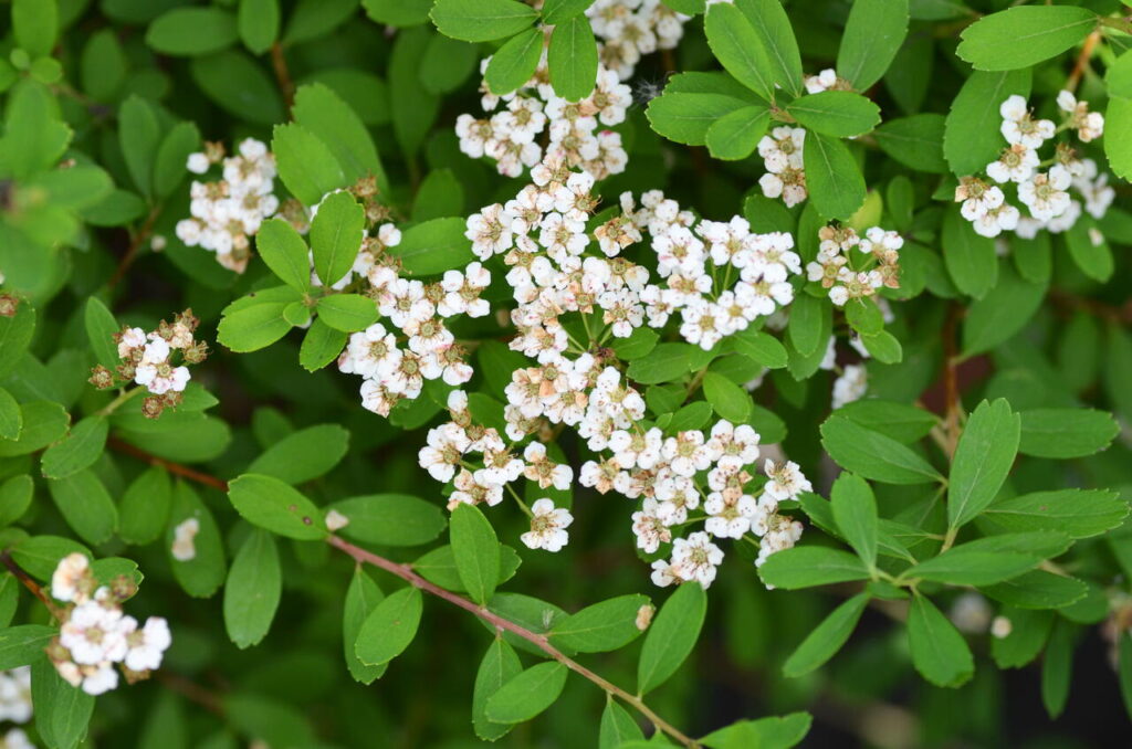 Tavoľník japonský (Spiraea nipponica)​
