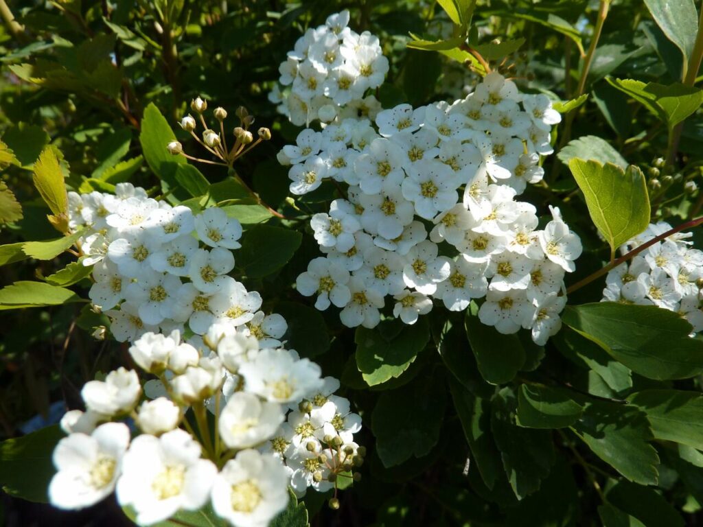Tavoľník van Houtteov (Spiraea × vanhouttei)​