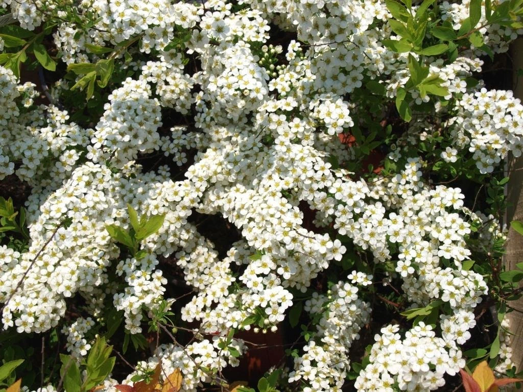 Tavoľník nápadný (Spiraea × arguta)​