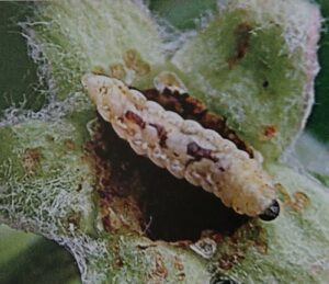 Húsenica/larva kvetáča jablčného