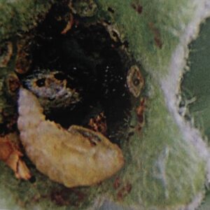 Kvetopas jabloňový kukla